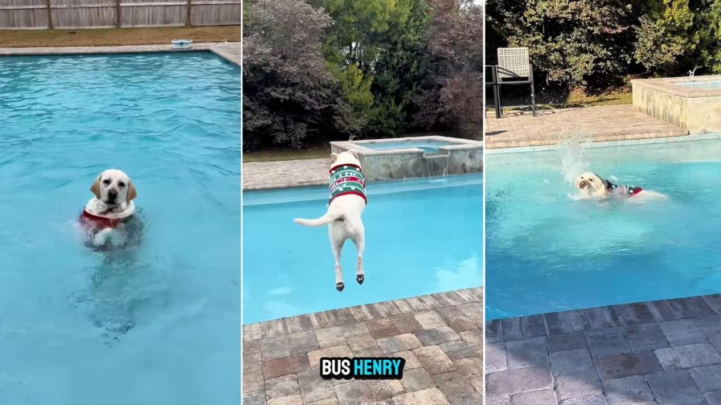 Video: Dog ‘Launches Into Pool’ With His Christmas Sweater On