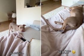 Video: Dog ‘Refuses’ To Join Owner on Couch Until They Do This