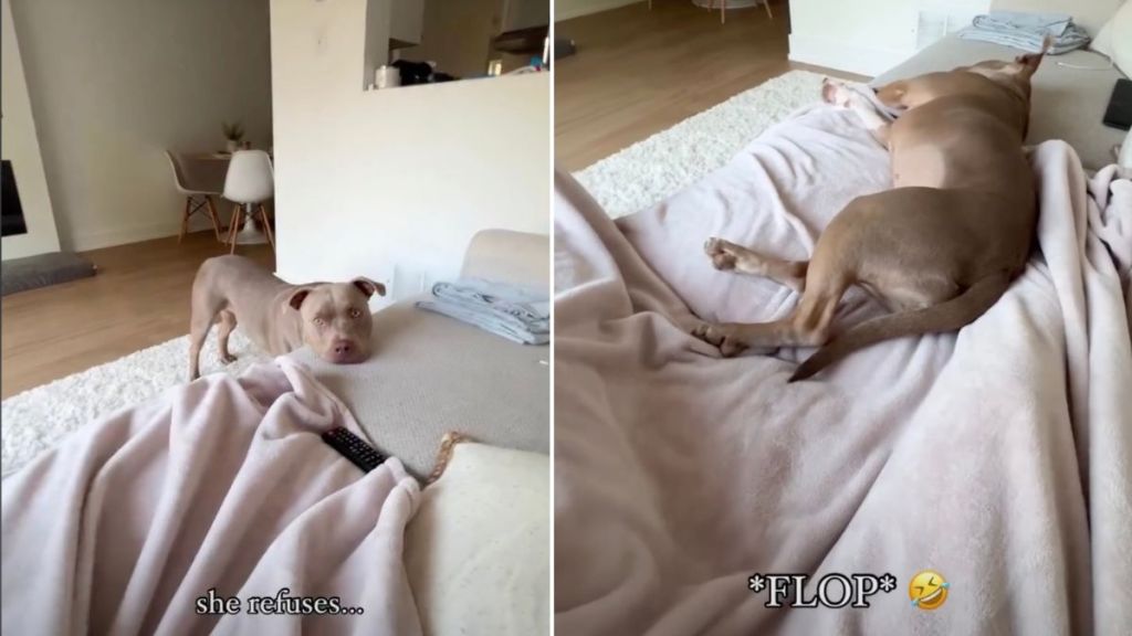 Video: Dog ‘Refuses’ To Join Owner on Couch Until They Do This