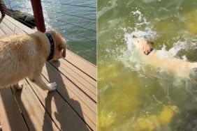 Senior Dog Learns To Play Fetch Alone & It’s the Sweetest Thing Ever