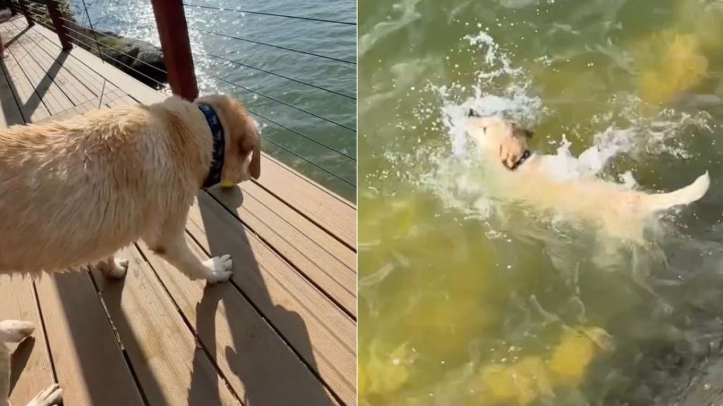 Senior Dog Learns To Play Fetch Alone & It’s the Sweetest Thing Ever