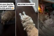 Golden Retriever Wakes the Kids Up 'Quietly' in Adorable Video