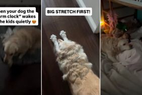 Golden Retriever Wakes the Kids Up 'Quietly' in Adorable Video