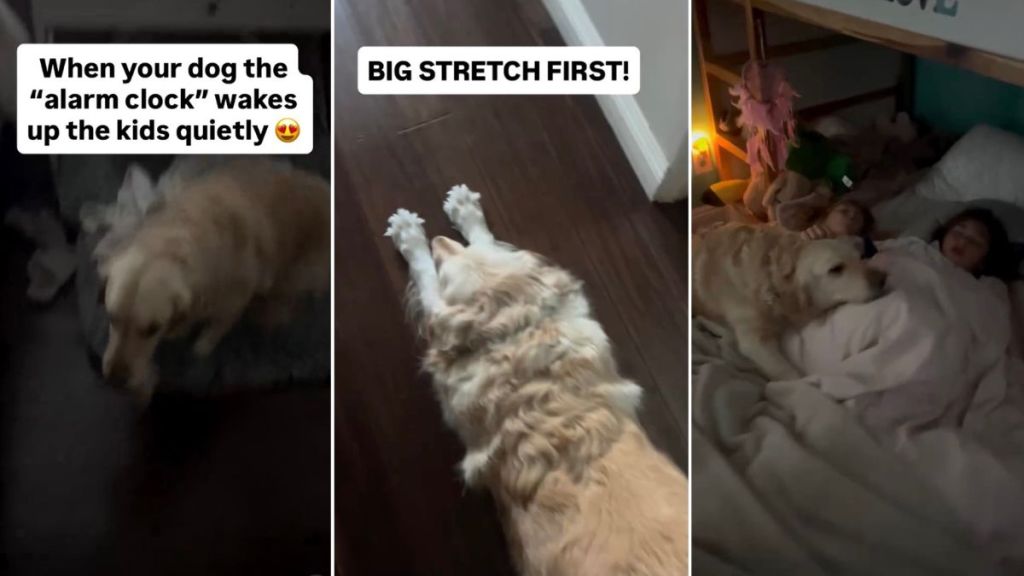 Golden Retriever Wakes the Kids Up 'Quietly' in Adorable Video