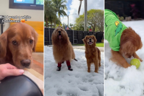 Video: Owner Gives Dog a 'White Christmas' With Artificial Snow