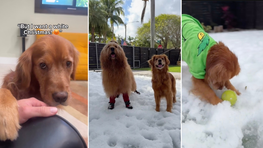 Video: Owner Gives Dog a 'White Christmas' With Artificial Snow