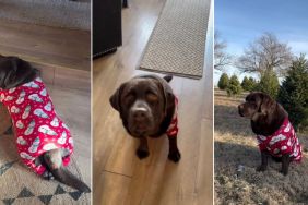 Video: Labrador's New Christmas Onesie Will Have You Feeling Festive