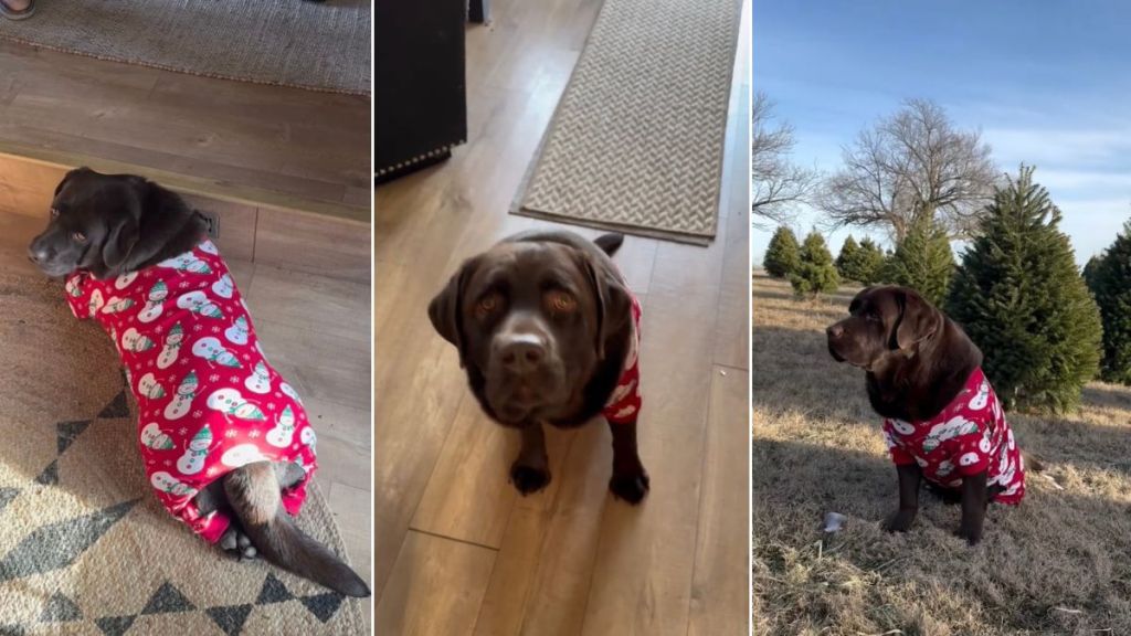 Video: Labrador's New Christmas Onesie Will Have You Feeling Festive