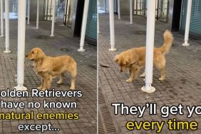 Golden Retriever Has Just One ‘Natural Enemy’ While on Walks