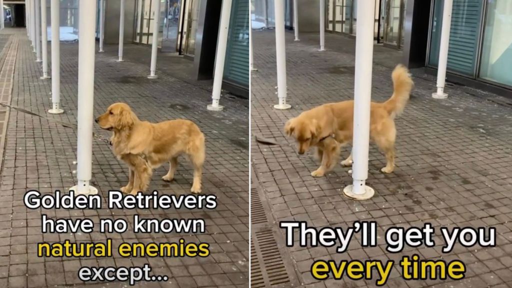 Golden Retriever Has Just One ‘Natural Enemy’ While on Walks