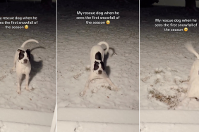 Video Shows What Happens After Rescue Dog Witnesses Snowfall