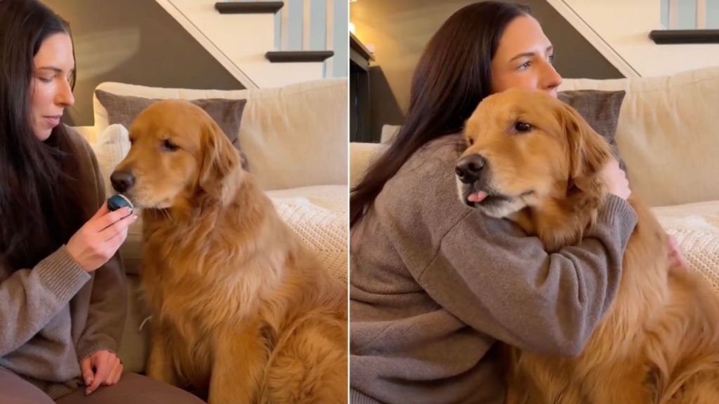 Golden Retriever Learning New Words Is Everything You Need To See