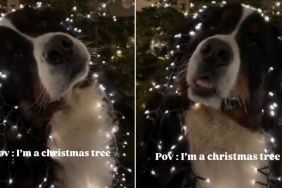 Video: Bernese Mountain Dog Is Christmas-Ready in Festive Getup