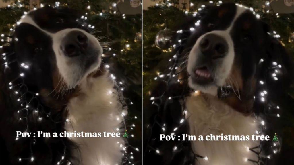 Video: Bernese Mountain Dog Is Christmas-Ready in Festive Getup