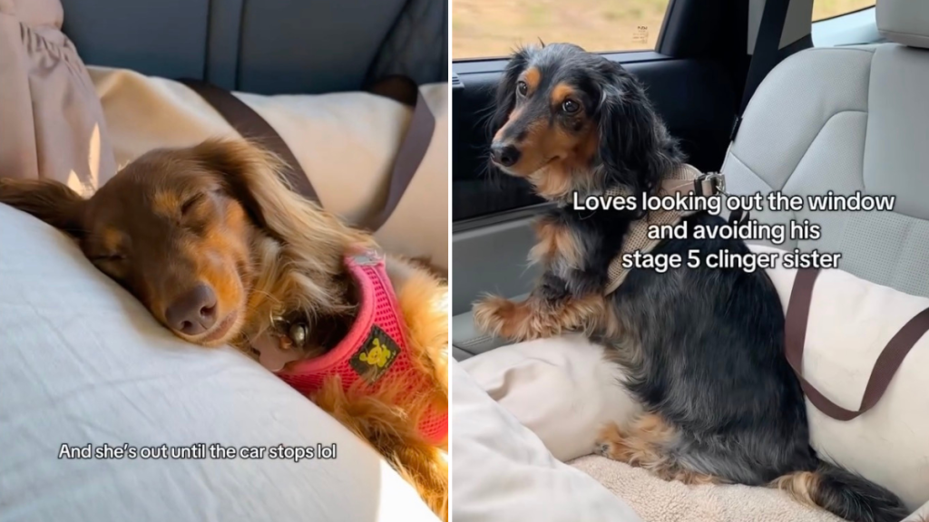 Video: These Two Types of Dogs Handle Car Rides Very Differently