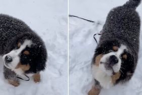 Bernese Mountain Puppy Learns To Catch Snowflakes as New Trick