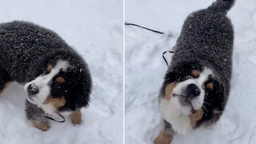 Bernese Mountain Puppy Learns To Catch Snowflakes as New Trick