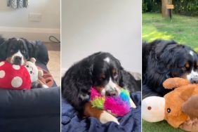 Video Compiles Bernese Mountain Dog's 'Undying' Love for Stuffed Toys