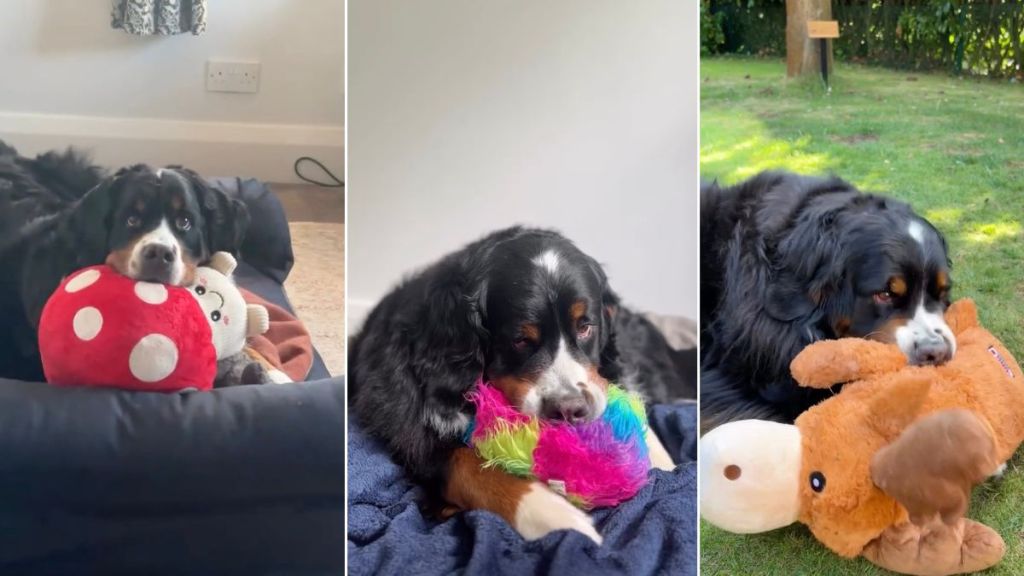Video Compiles Bernese Mountain Dog's 'Undying' Love for Stuffed Toys