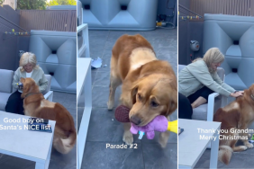 Golden Retriever Reacts to Grandma's Christmas Present in Video