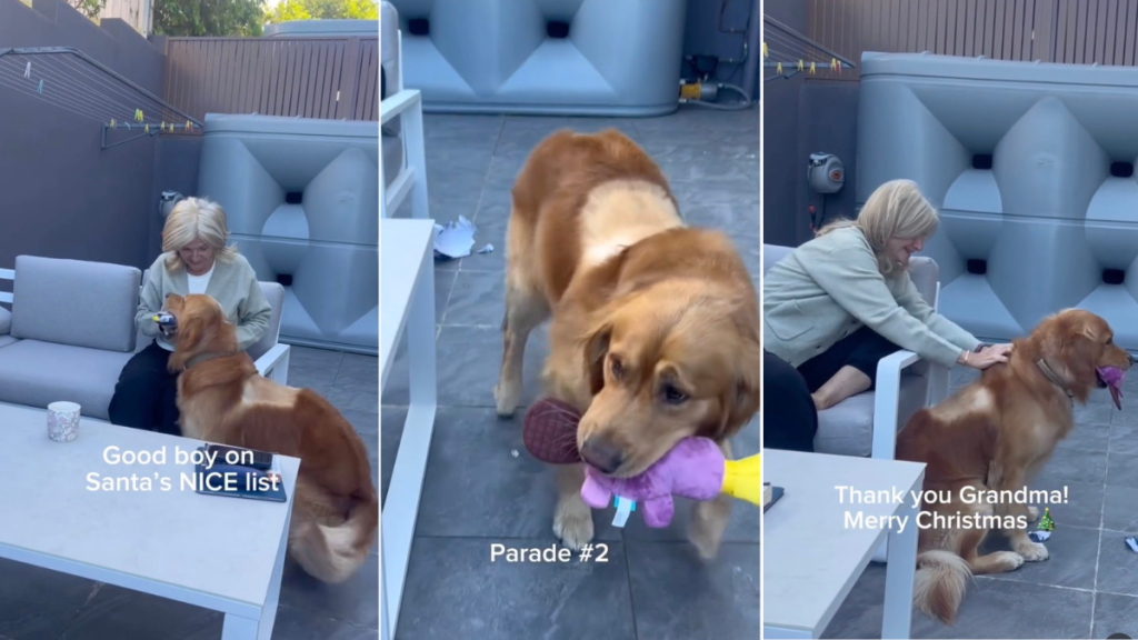Golden Retriever Reacts to Grandma's Christmas Present in Video