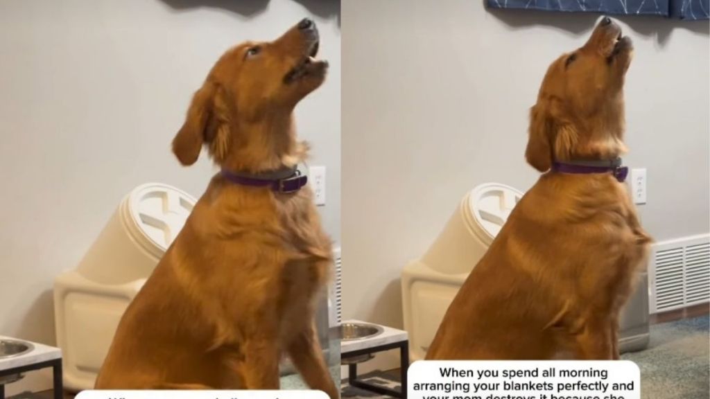 Video: Dog Complains Over Mom Destroying Blanket ‘Nest'