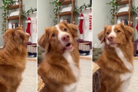 Dog Keeps Checking Christmas Stocking for Santa’s Present
