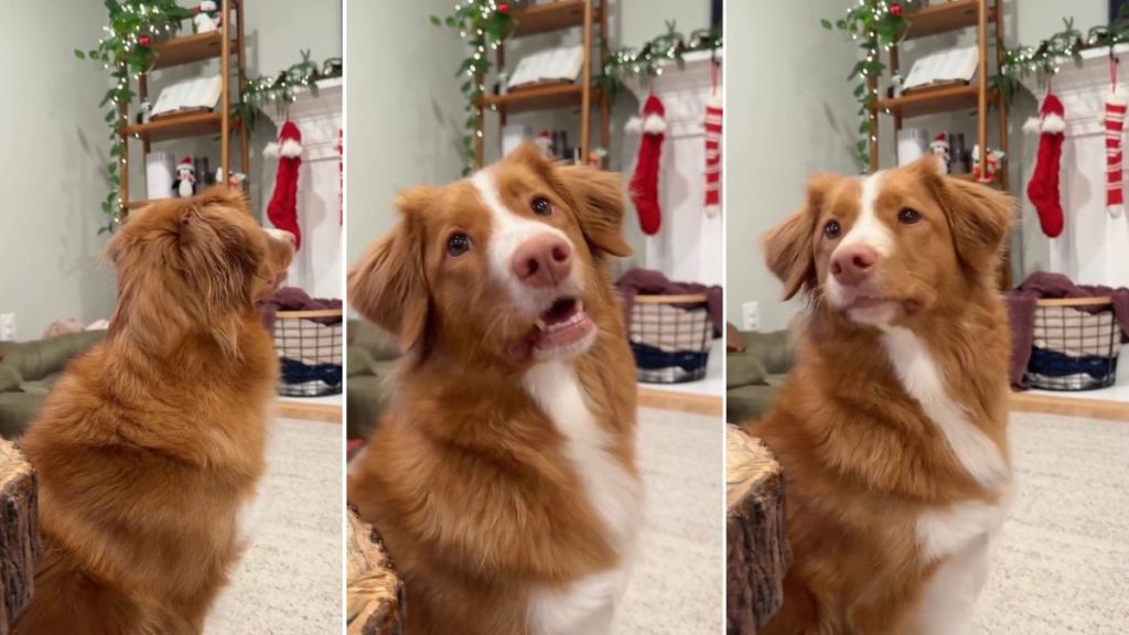 Dog Keeps Checking Christmas Stocking for Santa’s Present