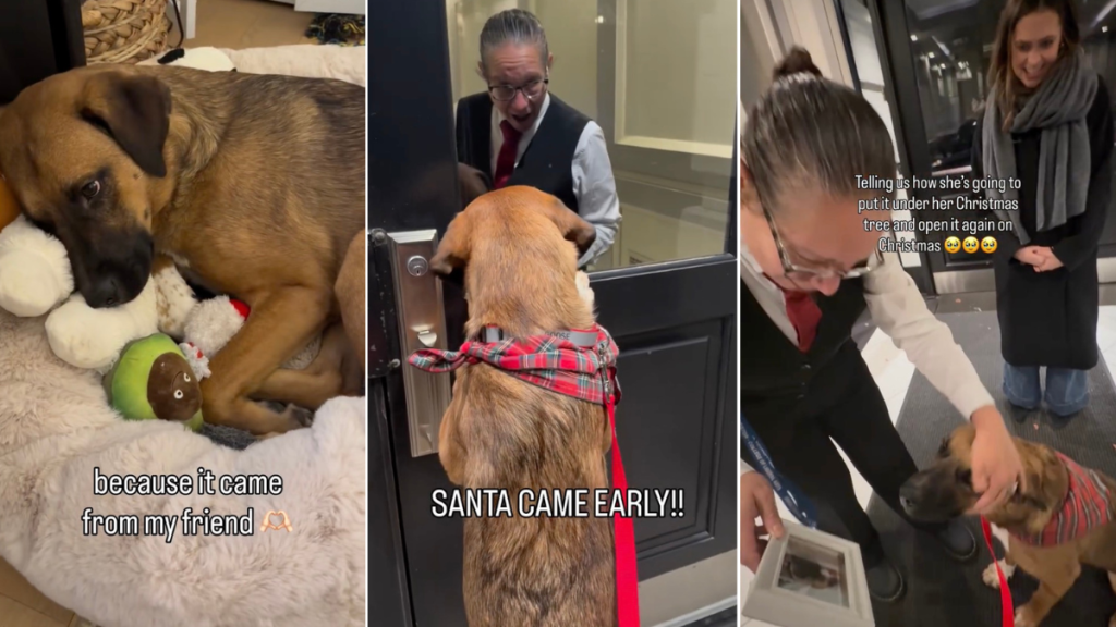 Video: Dog & Human Friend Exchange Heartwarming Christmas Gifts