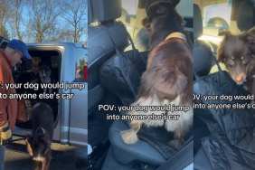 Video: Dog Gets Into Wrong Car, Owner Brings Her Back