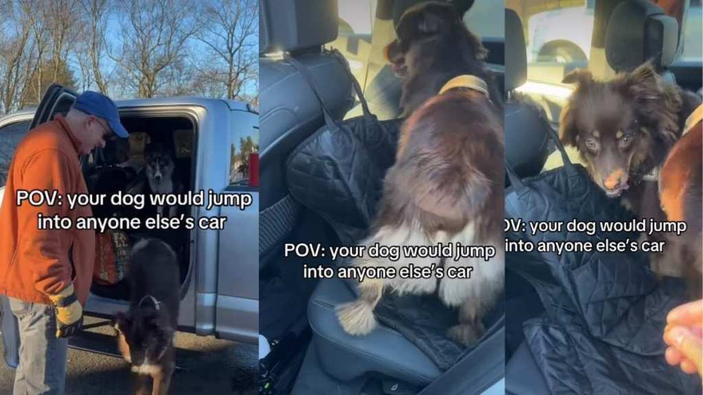 Video: Dog Gets Into Wrong Car, Owner Brings Her Back