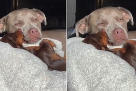 Video: Owner Says Dogs Were on Every Christmas List Growing Up