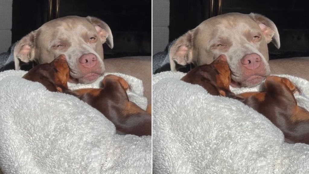 Video: Owner Says Dogs Were on Every Christmas List Growing Up