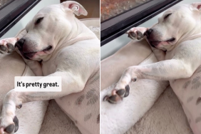 Video: Dog Shows What It's Like to Live the Best Life