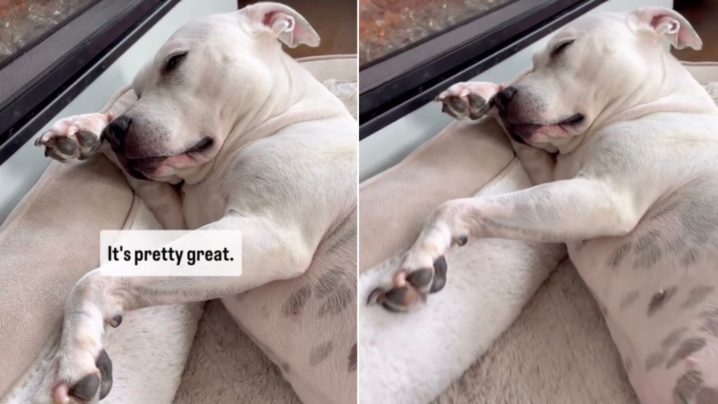 Video: Dog Shows What It's Like to Live the Best Life