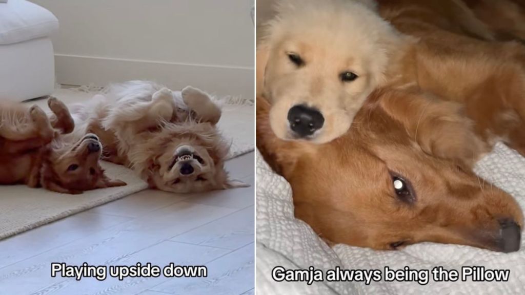 Video Shows Things Golden Retrievers Didn't Grow Out Of & It's Cute