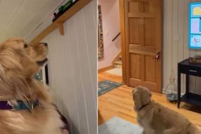 Video: Golden Retriever Excitedly Follows Toy Train Around House