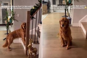 Video: Dog Has a ‘Strict Bedtime’ Despite It Being the Holidays