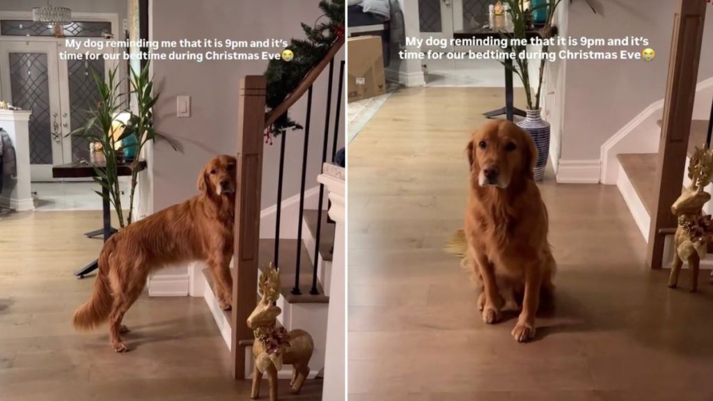 Video: Dog Has a ‘Strict Bedtime’ Despite It Being the Holidays