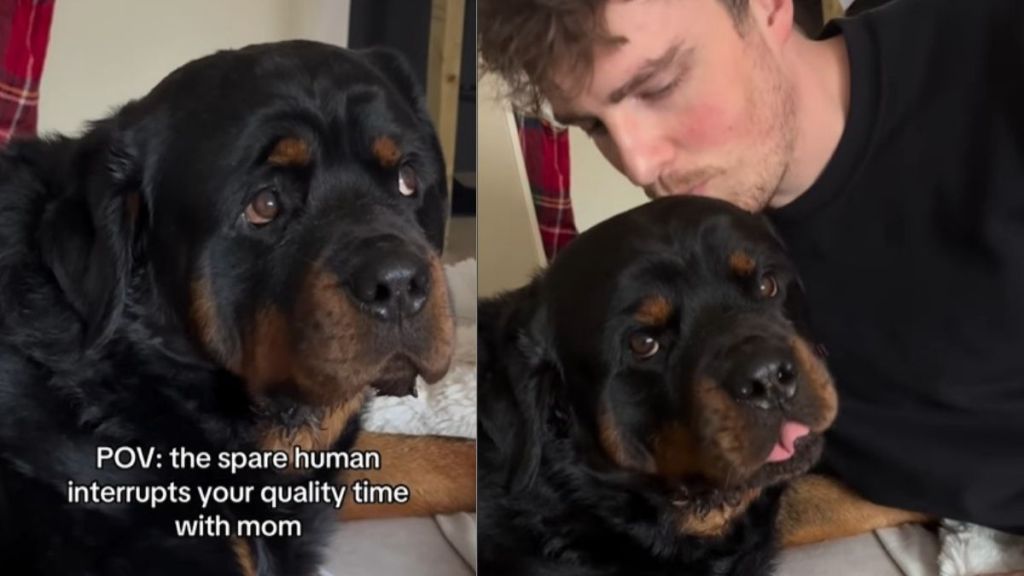 Video: Dog Reacts When 'Spare Human' Interrupts Quality Time With Mom