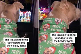 Video: Pit Bull Soaks in Holiday Lights on Car Ride