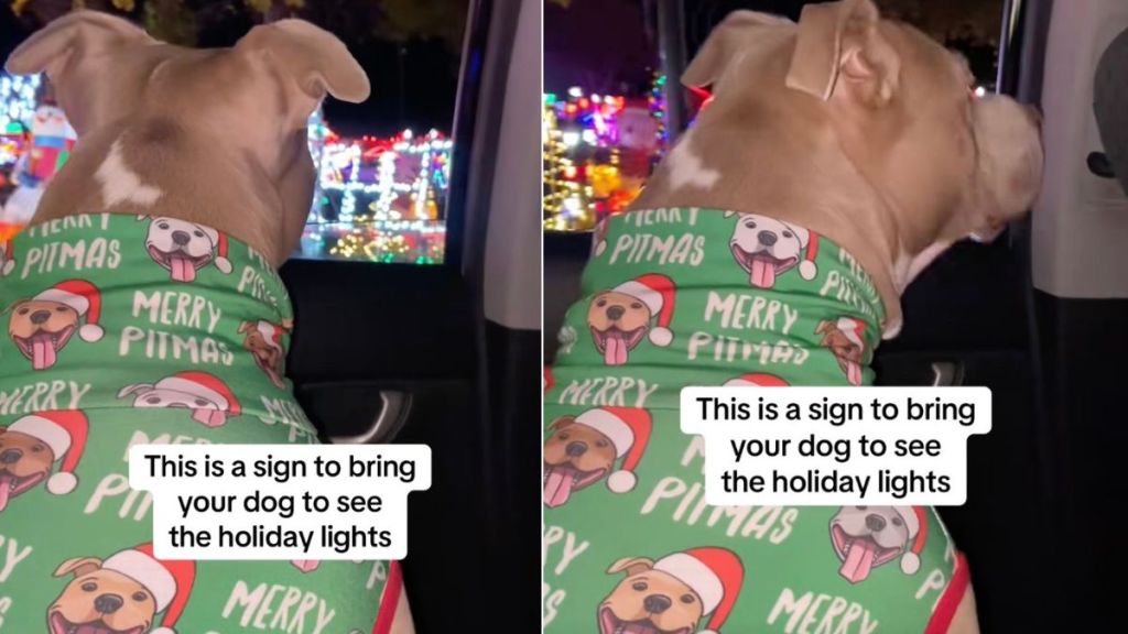 Video: Pit Bull Soaks in Holiday Lights on Car Ride