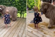 Giant Dog Is Too Gentle as He Plays With Little Girl in Cute Video
