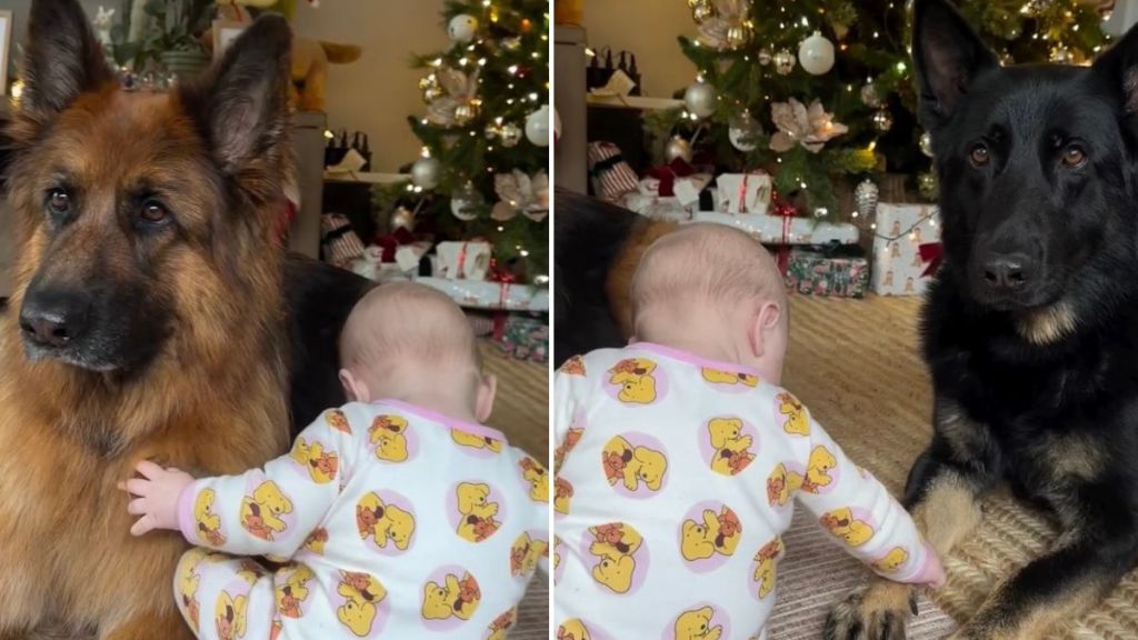 These Dogs Love That the Baby Is Finally Big Enough To Sit & Pat Them