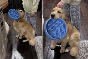 Golden Retriever Does This To Score a Second Breakfast