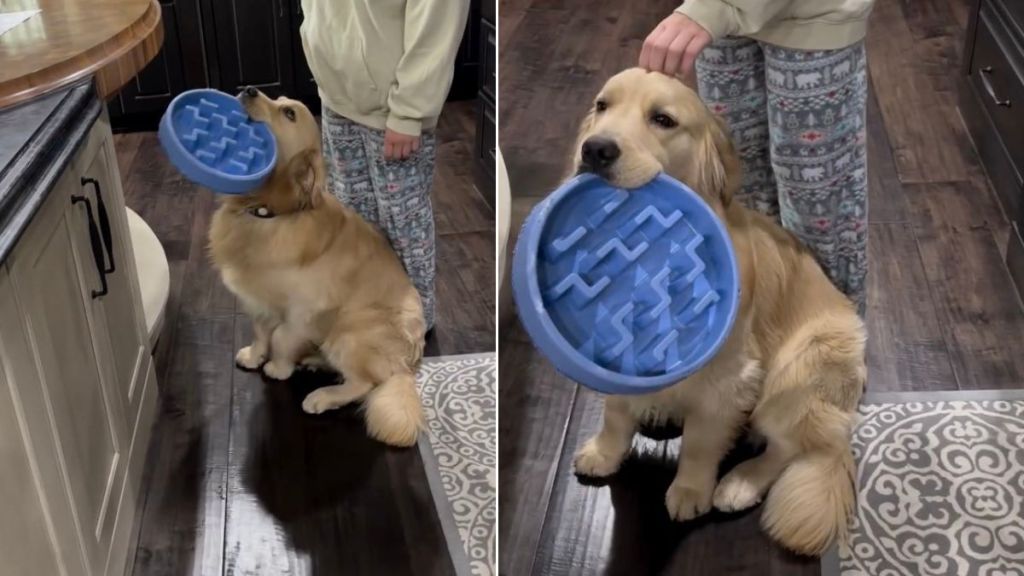 Golden Retriever Does This To Score a Second Breakfast