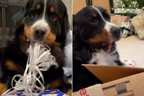 Video: Dog Loves Unwrapping Fake Presents Than 'Actual' Ones