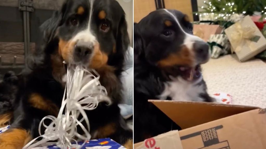 Video: Dog Loves Unwrapping Fake Presents Than 'Actual' Ones