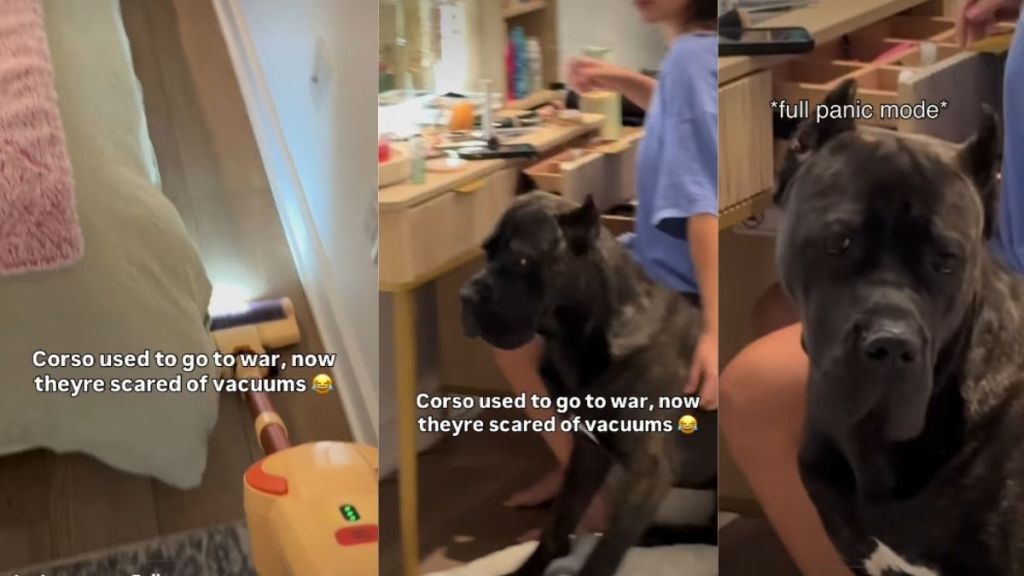 Video: Big Dog Gets Scared of Vacuum