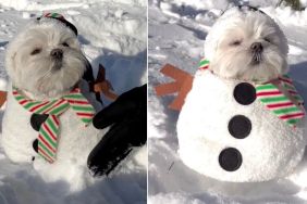 Owner Turns Shih Tzu Into 'Snow Puppy' in Adorable Video